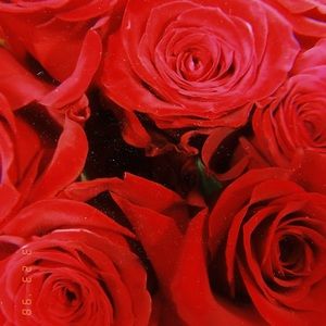 Meet your Posher, Lucy